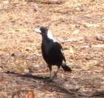 Magpie2