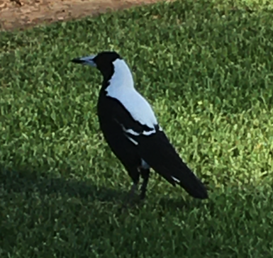 Magpie3